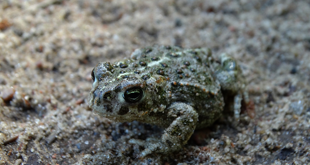 Ropucha paskówka (Epidalea calamita syn. Bufo calamita)