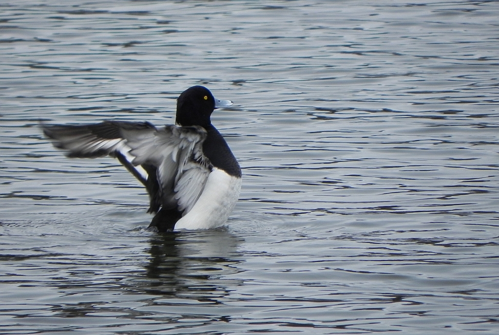 Czernica, kaczka czernica, (Aythya fuligula)