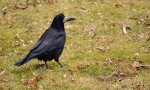 Gawron (Corvus frugilegus)