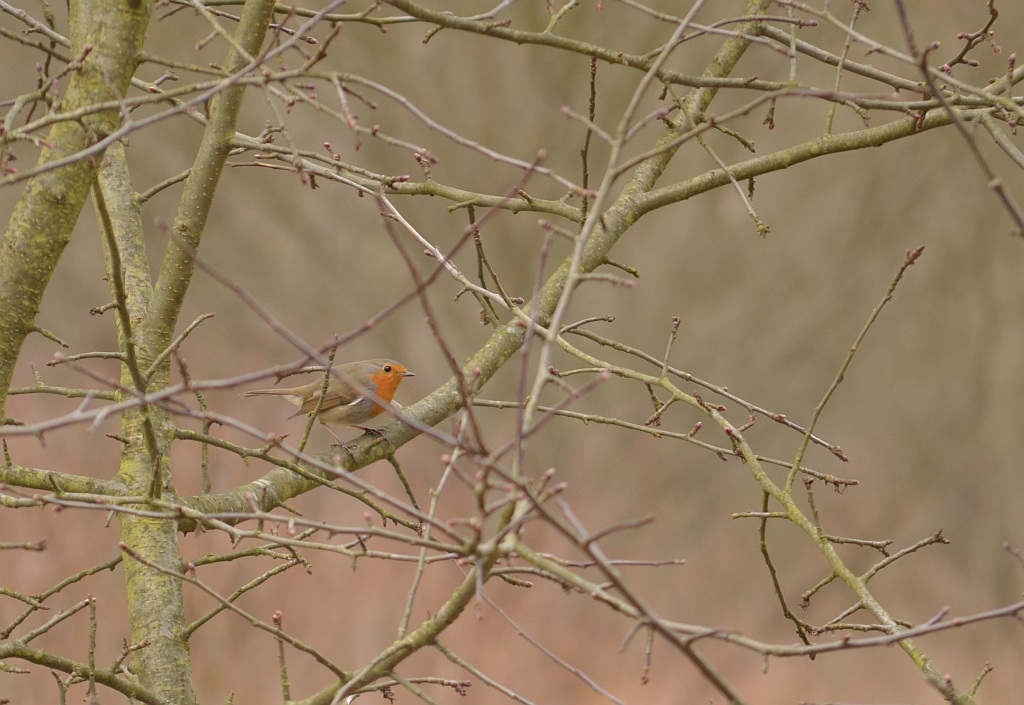 Rudzik, rudzik zwyczajny, raszka (Erithacus rubecula)