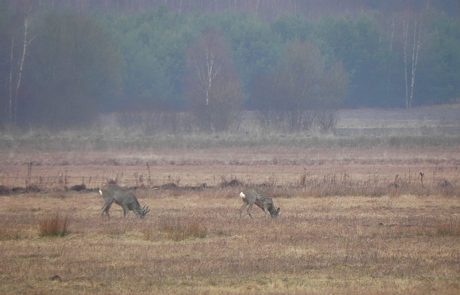 Sarna europejska, sarna (Capreolus capreolus)