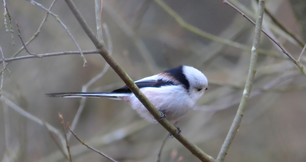 Raniuszek zwyczajny, raniuszek (Aegithalos caudatus)