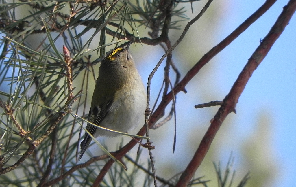 Mysikrólik zwyczajny (Regulus regulus)