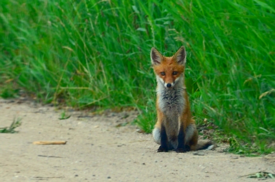 Lis rudy, lis pospolity (Vulpes vulpes)
