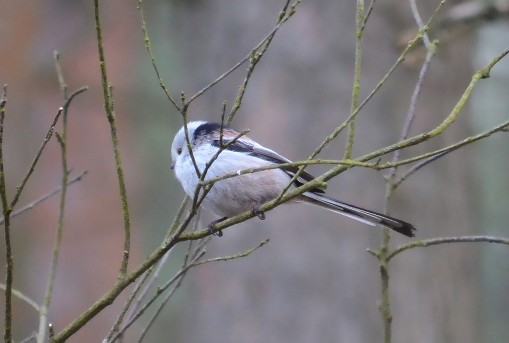 Raniuszek zwyczajny, raniuszek (Aegithalos caudatus)