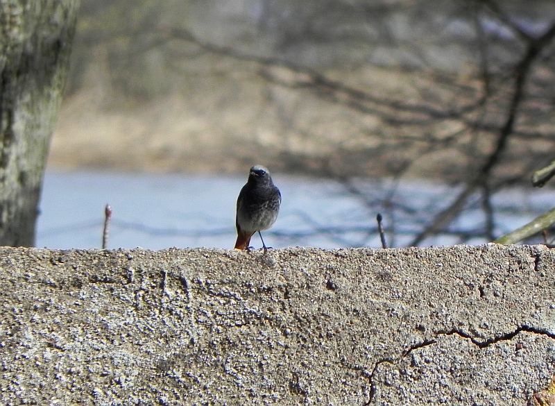 Kopciuszek (Phoenicurus ochruros)