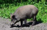 Dzik (Sus scrofa)
