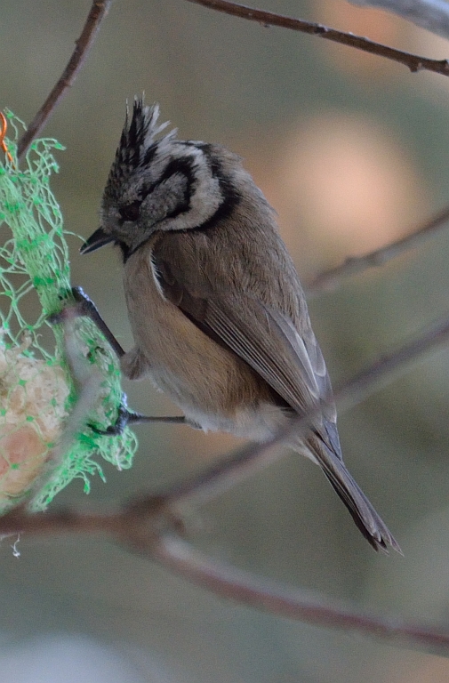 Czubatka europejska, czubatka, sikora czubatka, sikora czubata (Lophophanes cristatus)