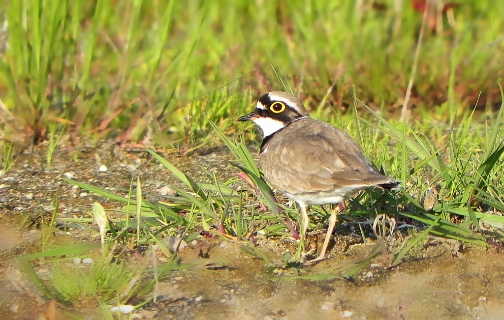 Sieweczka rzeczna (Charadrius dubius)