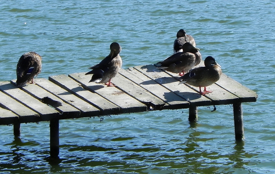 Krzyżówka, kaczka krzyżówka (Anas platyrhynchos)