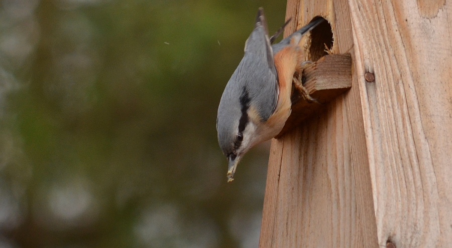 Kowalik, kowalik zwyczajny, bargiel (Sitta europaea)