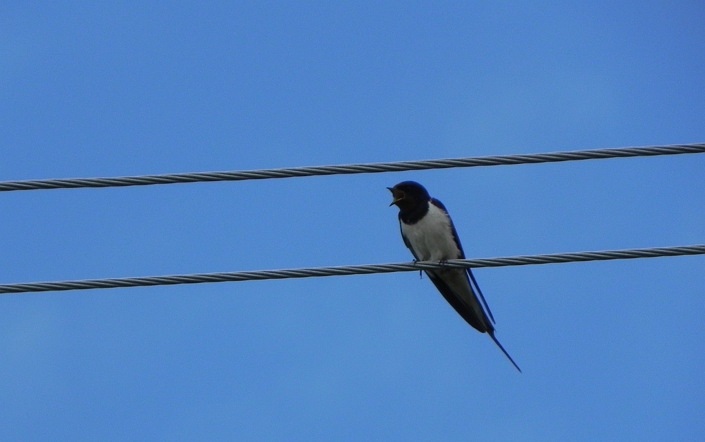Jaskółka dymówka (Hirundo rustica)