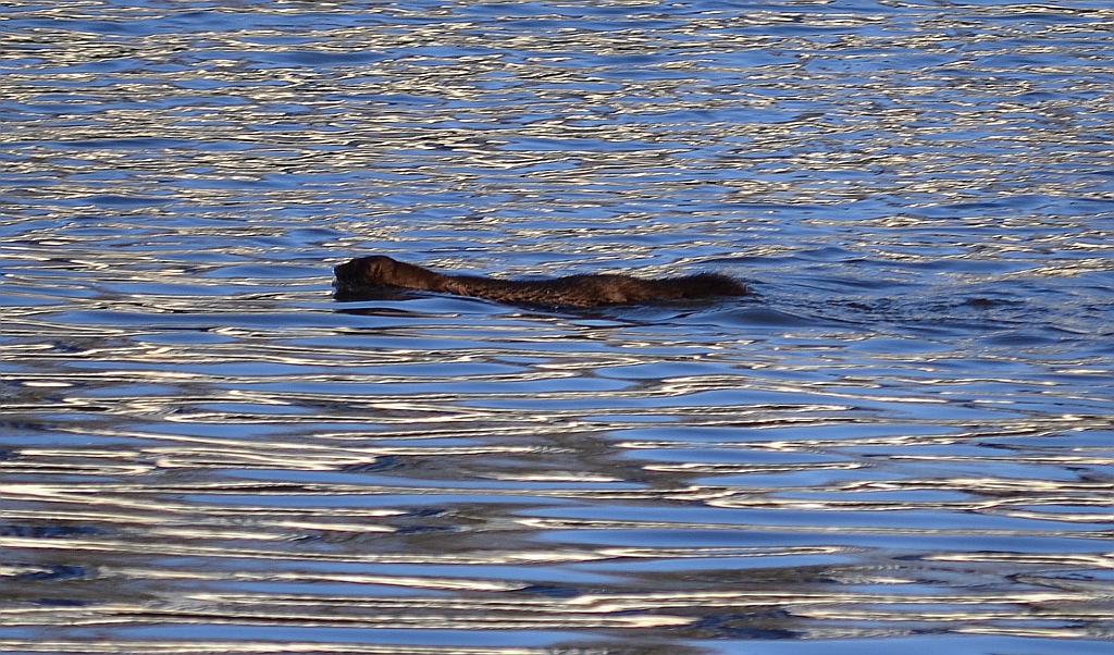 Wizon amerykański, norka amerykańska, wizon (Neovison vison)
