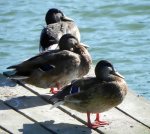 Krzyżówka, kaczka krzyżówka (Anas platyrhynchos)