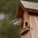 Kowalik, kowalik zwyczajny, bargiel (Sitta europaea)