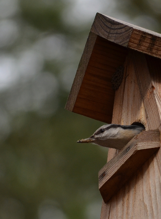 Kowalik, kowalik zwyczajny, bargiel (Sitta europaea)