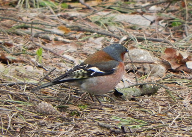 Zięba zwyczajna (Fringilla coelebs)