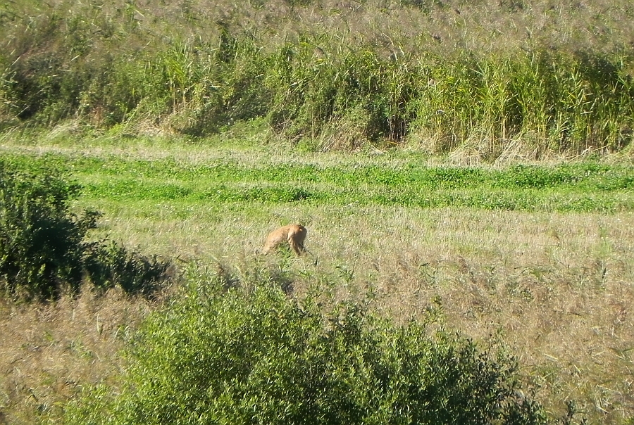 Sarna europejska, sarna (Capreolus capreolus)