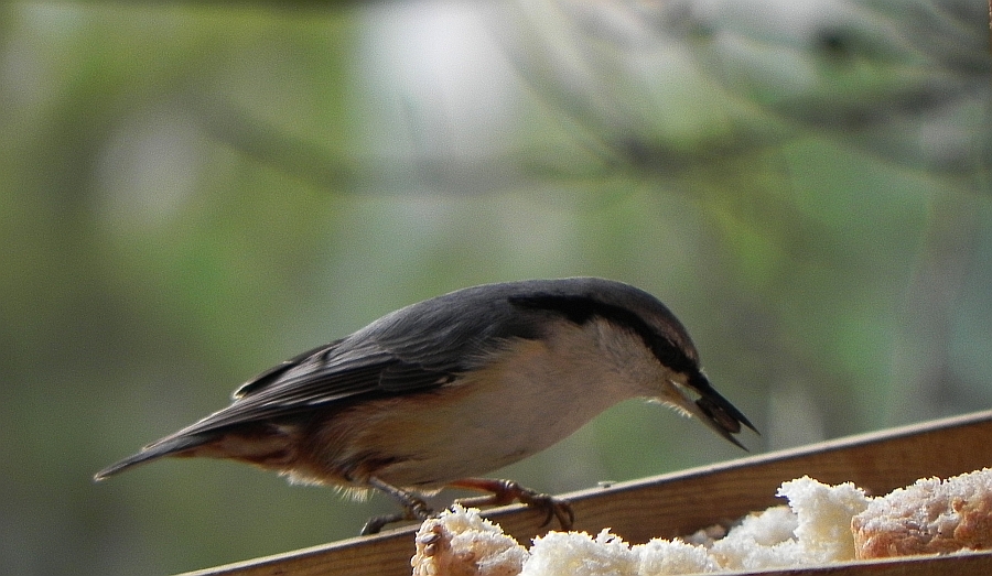 Kowalik, kowalik zwyczajny, bargiel (Sitta europaea)