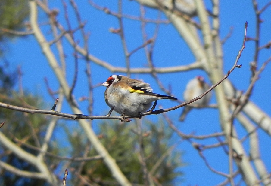 Szczygieł (Carduelis carduelis)