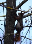 Wiewiórka pospolita, wiewiórka ruda (Sciurus vulgaris)
