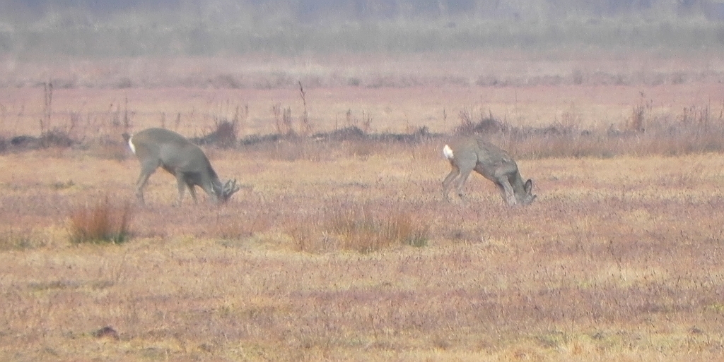 Sarna europejska, sarna (Capreolus capreolus)