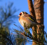 Szczygieł (Carduelis carduelis)