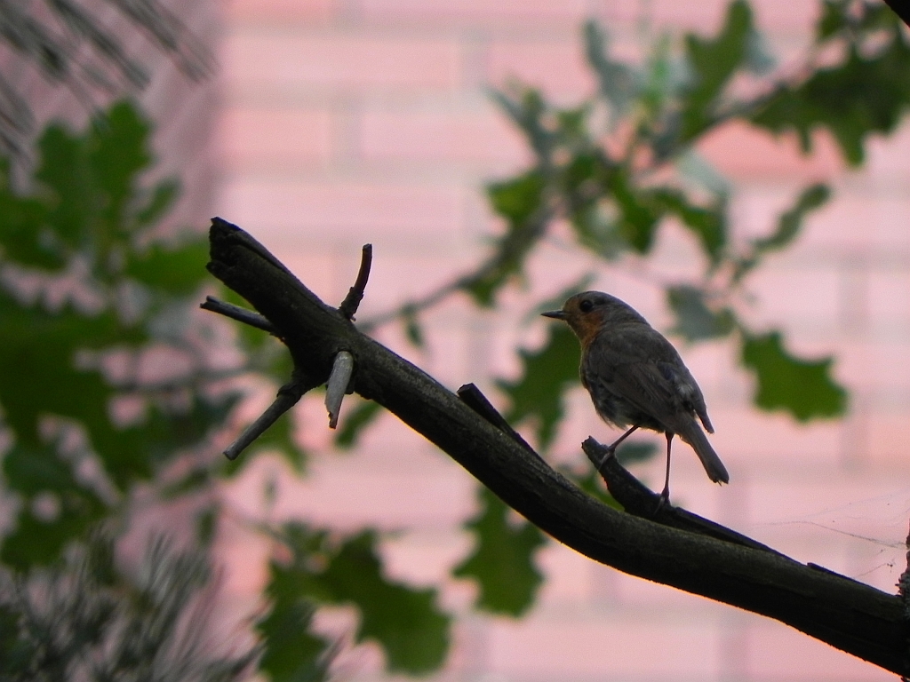 Rudzik zwyczajny, rudzik, raszka (Erithacus rubecula)