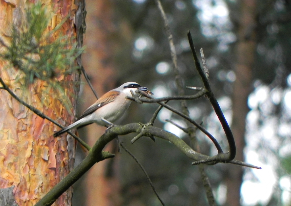 Gąsiorek, dzierzba gąsiorek (Lanius collurio)