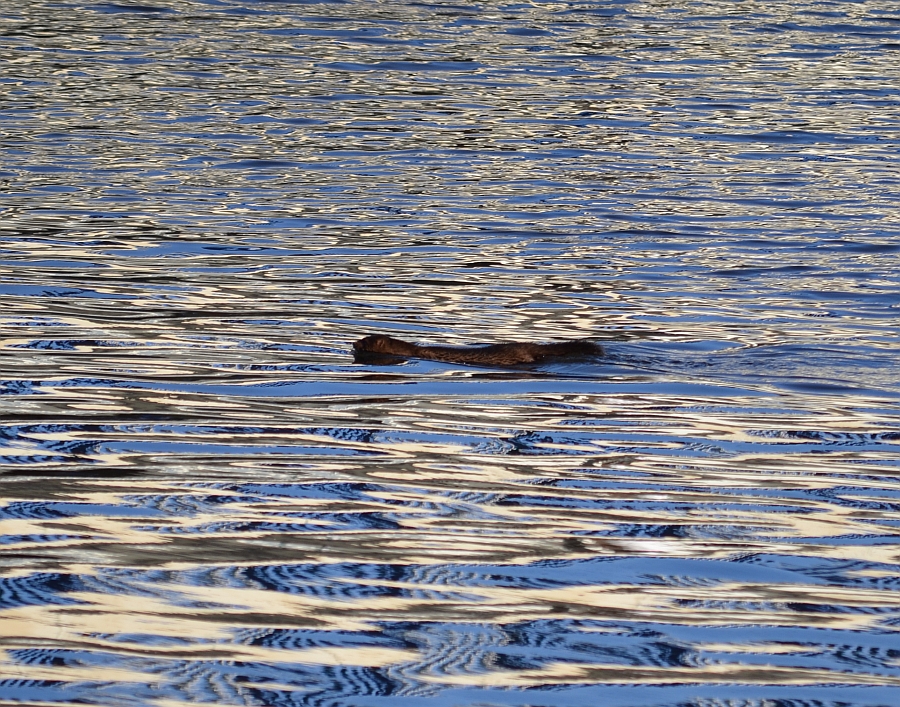 Wizon amerykański, norka amerykańska, wizon (Neovison vison)