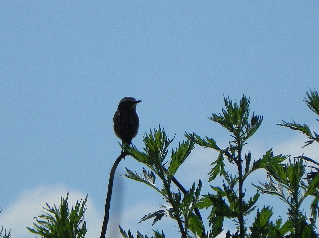 Pokląskwa (Saxicola rubetra)