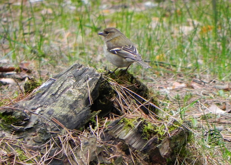 Zięba zwyczajna (Fringilla coelebs)