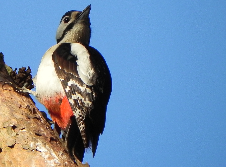 Dzięcioł duży (Dendrocopos major)
