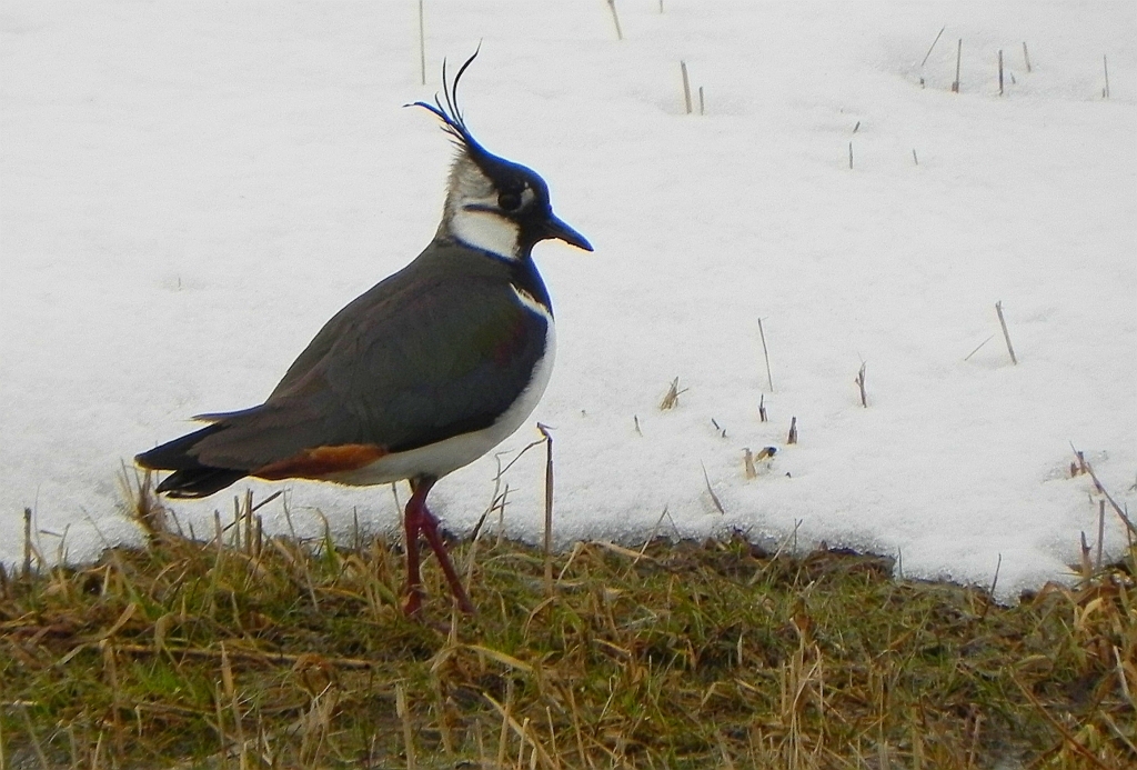 Czajka zwyczajna, czajka, czajka pospolita (Vanellus vanellus)