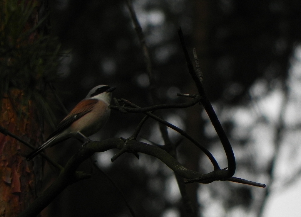 Gąsiorek, dzierzba gąsiorek (Lanius collurio)