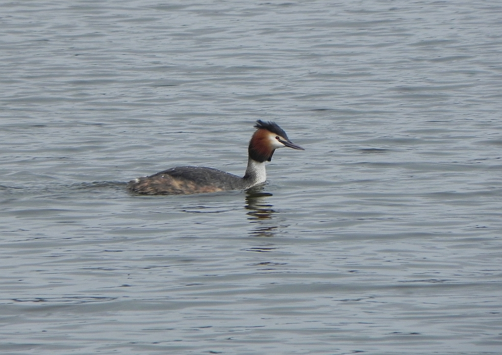 Perkoz dwuczuby (Podiceps cristatus)
