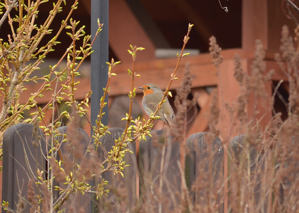 Rudzik, rudzik zwyczajny, raszka (Erithacus rubecula)