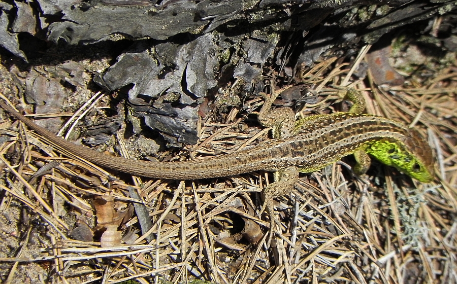 Jaszczurka zwinka (Lacerta agilis)