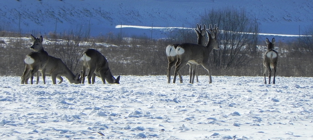 Sarna europejska (Capreolus capreolus)