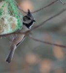 Czubatka europejska, czubatka, sikora czubatka, sikora czubata (Lophophanes cristatus)
