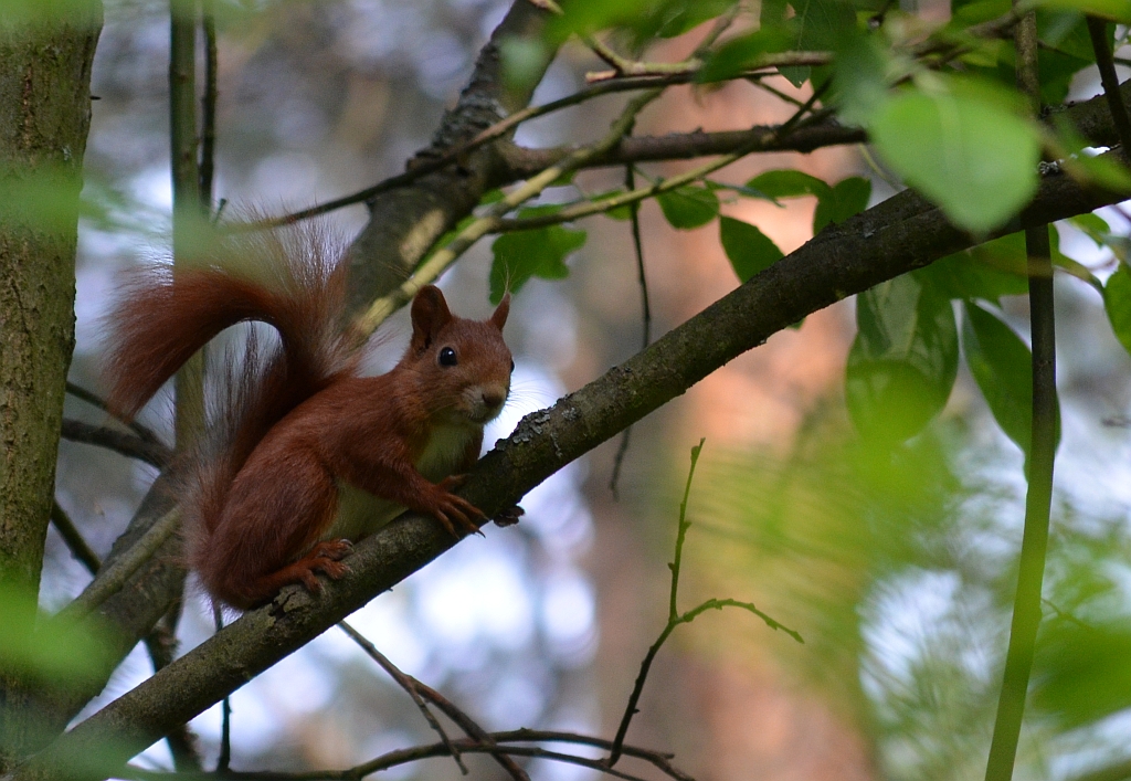 Wiewiórka pospolita, wiewiórka ruda (Sciurus vulgaris)