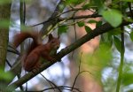 Wiewiórka pospolita, wiewiórka ruda (Sciurus vulgaris)