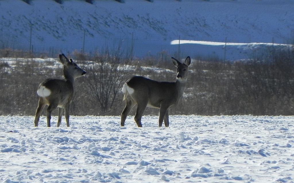 Sarna europejska (Capreolus capreolus)