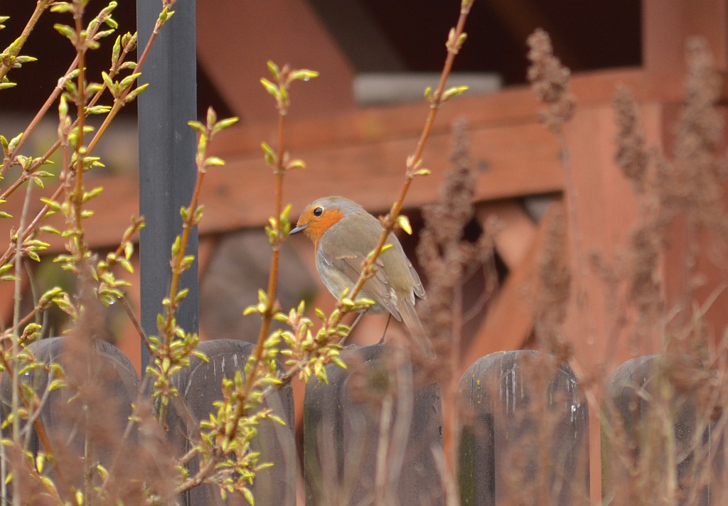 Rudzik, rudzik zwyczajny, raszka (Erithacus rubecula)