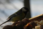 Bogatka zwyczajna, bogatka, sikora bogatka (Parus major)
