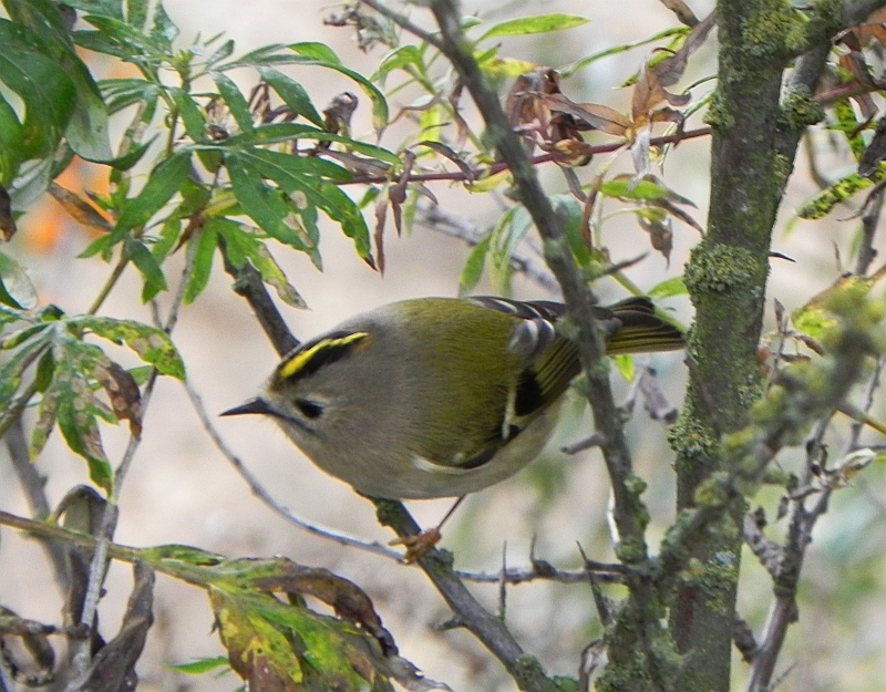 Mysikrólik zwyczajny (Regulus regulus)