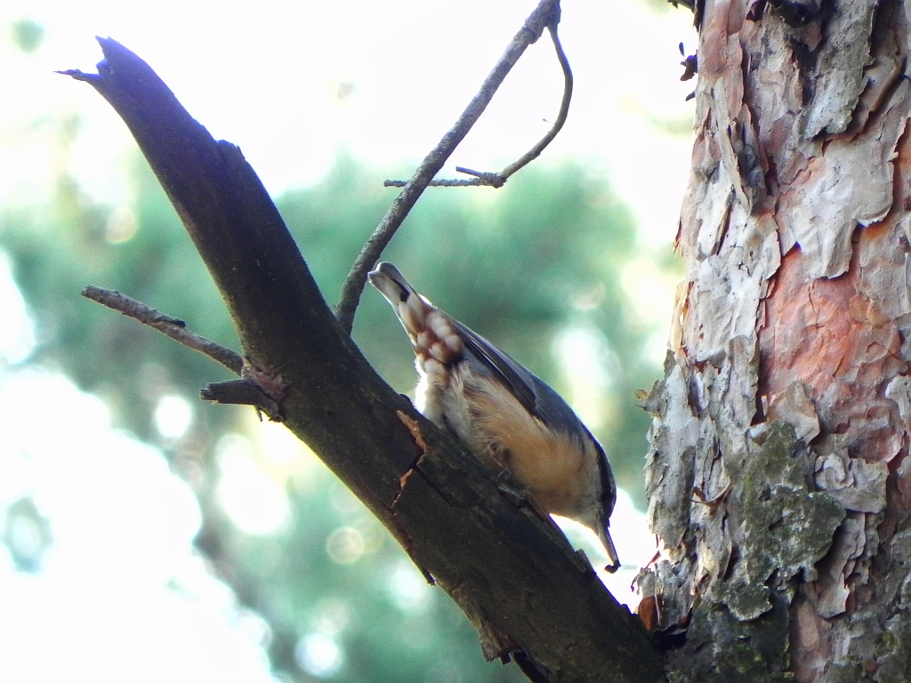 Kowalik, kowalik zwyczajny, bargiel (Sitta europaea)
