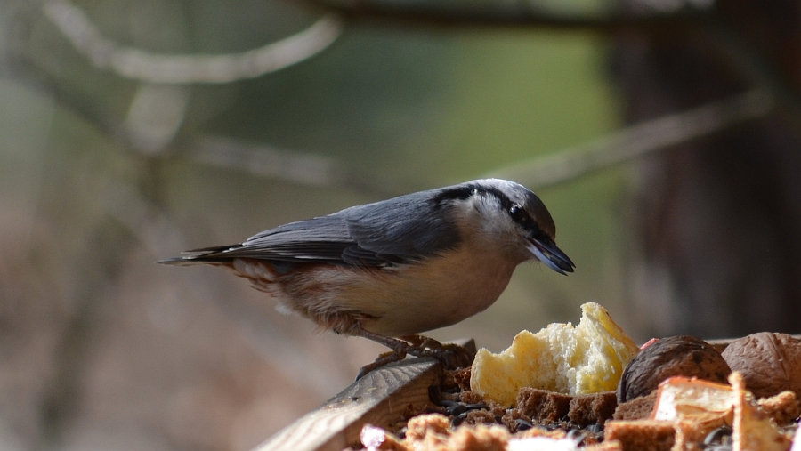 Kowalik, kowalik zwyczajny, bargiel (Sitta europaea)