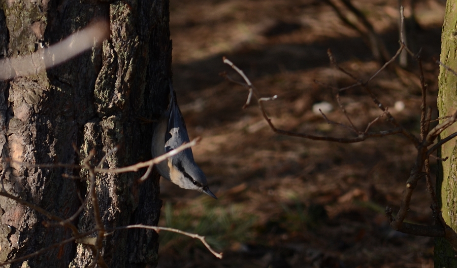 Kowalik, kowalik zwyczajny, bargiel (Sitta europaea)