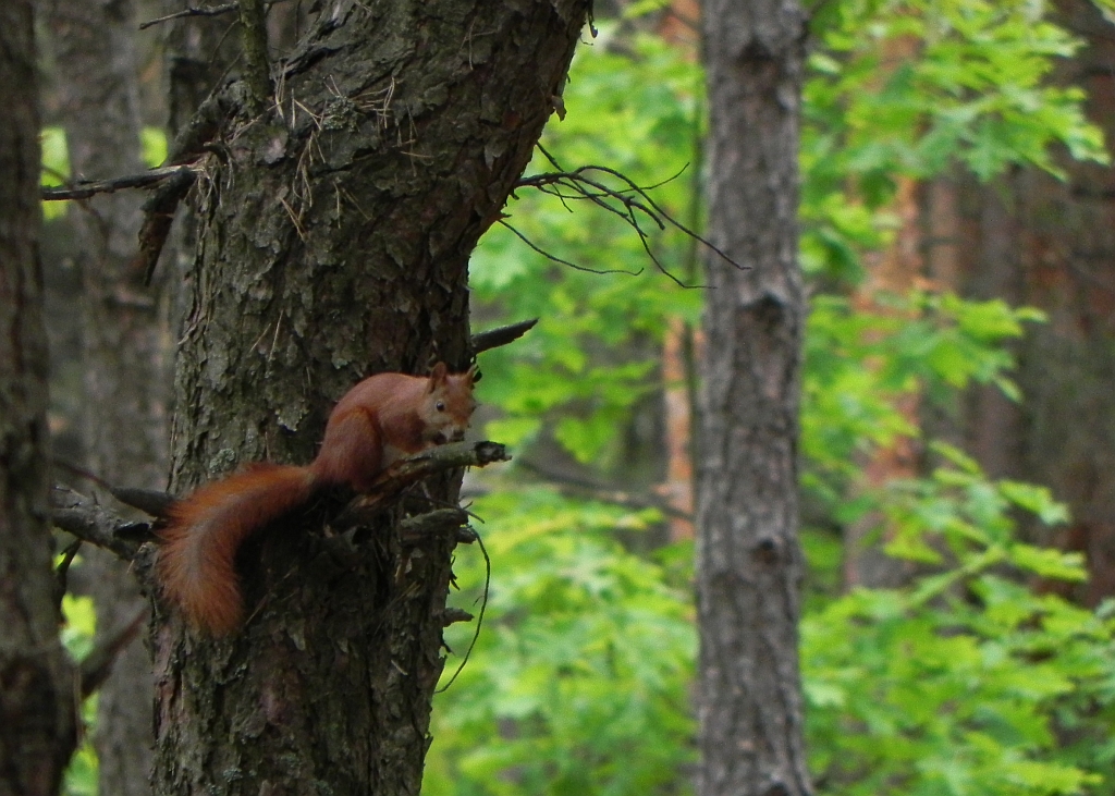 Wiewiórka pospolita, wiewiórka ruda (Sciurus vulgaris)